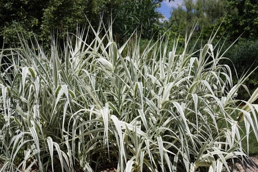 Details of a beautiful plant in garden, the arundo donax