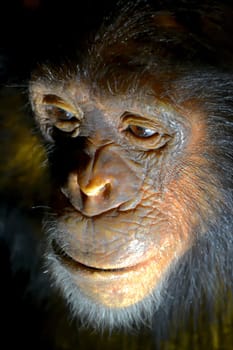 Face of a chimpanzee