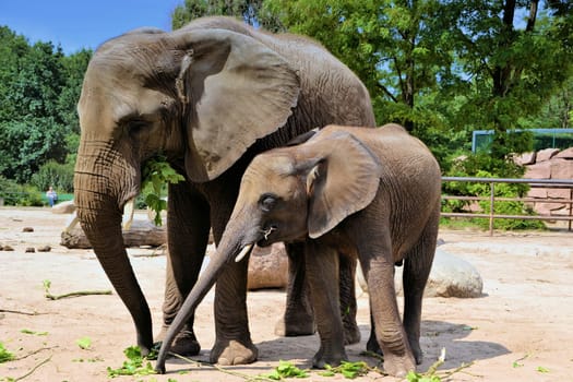 Elephants in the zoo