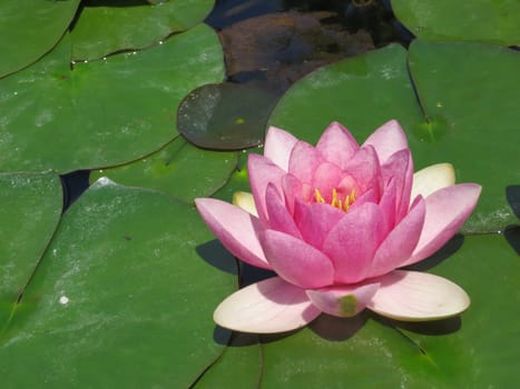 pink water lily - Nymphaea