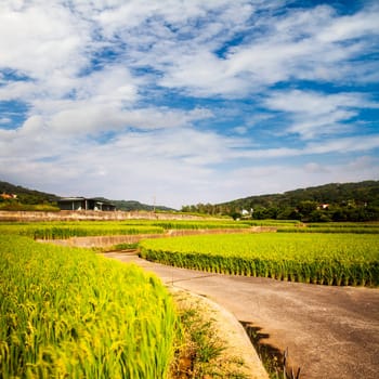 Paddy field in the morning for adv or others purpose use with nice bridge