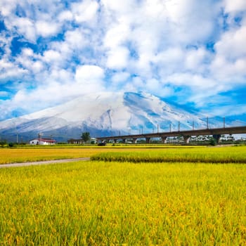 Paddy field in the morning for adv or others purpose use with nice bridge