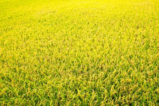 Paddy field in the morning for adv or others purpose use with nice bridge