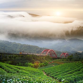 Paddy field in the morning for adv or others purpose use with nice bridge