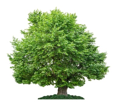 freed maple leaf plane tree against a white background