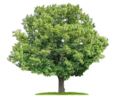freed lime tree against white background