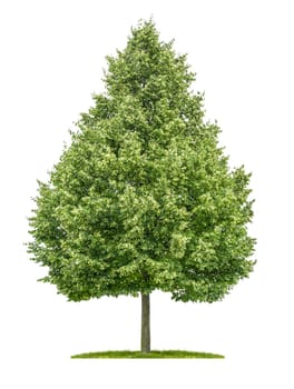 freed lime tree against white background