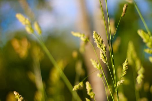 Juicy Green blades of grass in the foreground and in the background the rest of the meadow disappears into the blur.