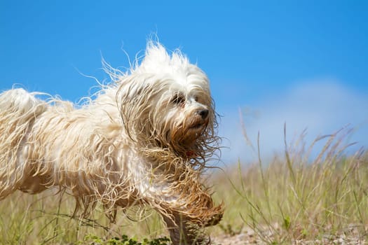 A cheerful wet and slightly dirty dog playing in a meadow,in the background blue sky.