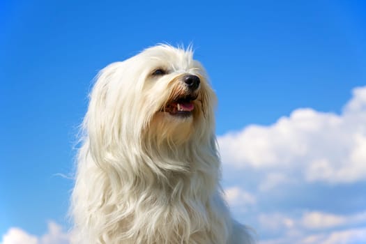 Pedigree dog - Havanese sits proudly in front of a blue sky with a few clouds in the background
