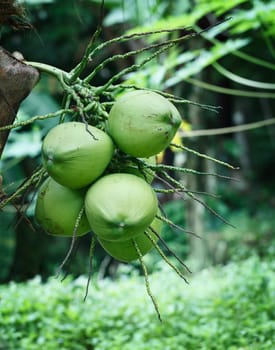 Bunch of coconuts on a tropical palm tree in forest