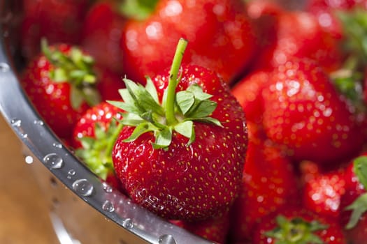 Freshly harvested red strawberries in a stainless steel rock with water drops at the edge