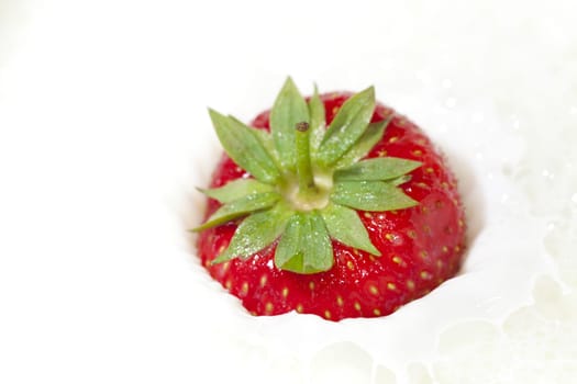 Freshly harvested red strawberry falls into milk and splashes up