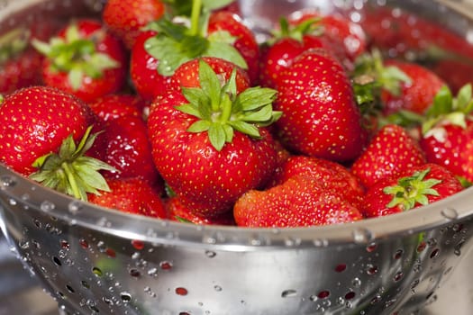 Delicious red freshly harvested strawberries in a stainless steel rock