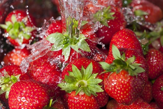 Delicious red freshly harvested strawberries are rinsed under water jet