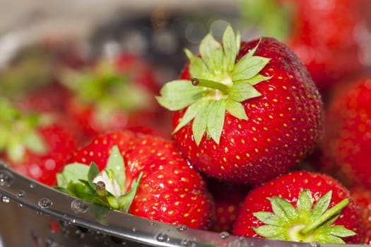 Close-up of red freshly harvested strawberries in a stainless steel rock