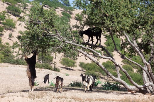 Argan tree (Argania spinosa) with goats. This tree is endemic to the Sous valley in Morocco. It is cultivated for the oil (argan oil) that is found in the fruit. The oil is rich in fatty acids and is used in cooking and cosmetics. The argan tree is an endangered species and is protected by UNESCO (United Nations Educational, Scientific and Cultural Organisation).