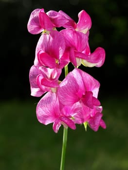 Fence vetch