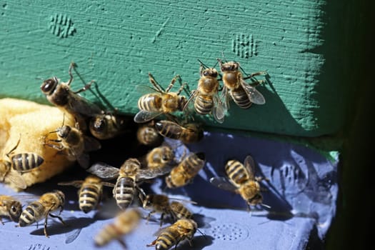 Bees at the entrance hole