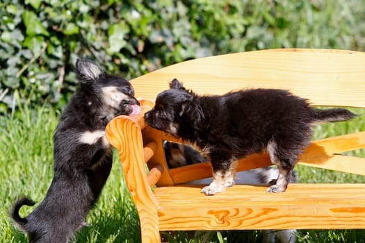 Chihuahuas