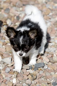 Chihuahua