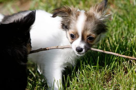 Chihuahua