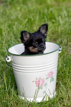 Chihuahua puppy in bucket
