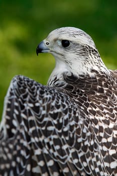 White Gerfalcon