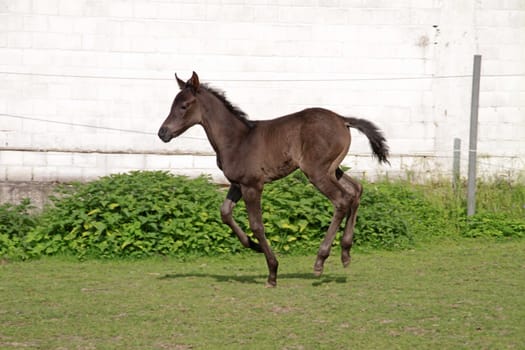 Arabian foals
