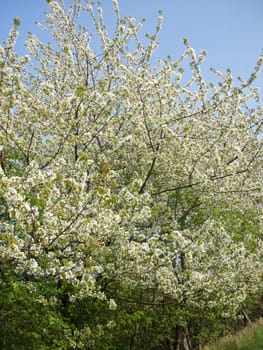 Cherry blossom in the Weser Uplands