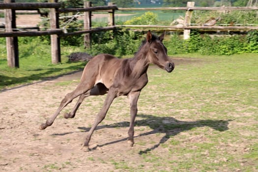 Arabian foals