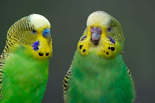 Green budgerigars