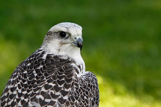 White Gerfalcon