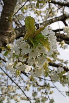 Cherry blossom