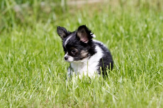 Chihuahua
