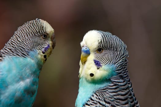 Blue budgerigars