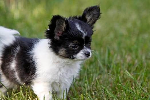 Chihuahua