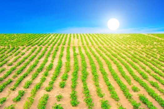 Peanuts fields