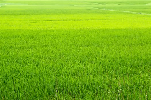 green rice paddies