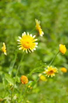 Beautiful yellow flower in field