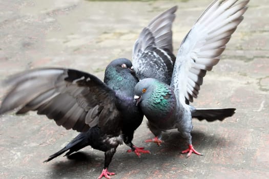 pair of pigeons fighting