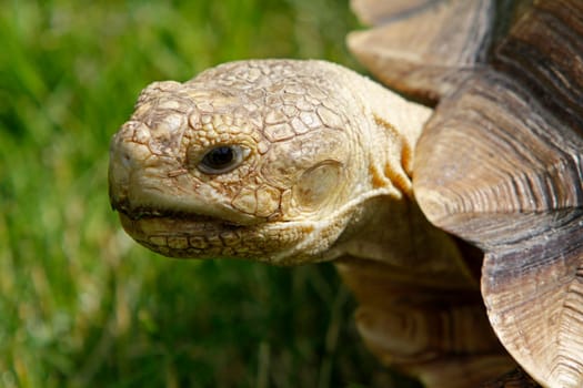 Spurred turtle