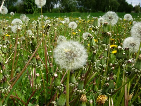 Dandelion meadow
