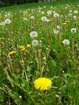 Dandelion meadow
