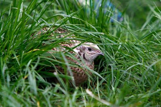 Quail in the grass