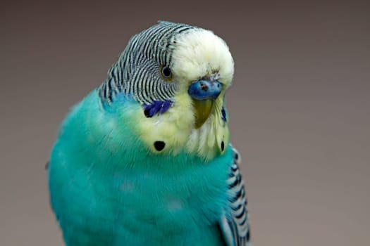 Blue budgerigar (male)