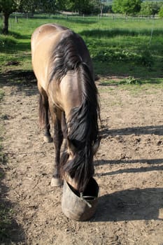Mangalarga Marchador