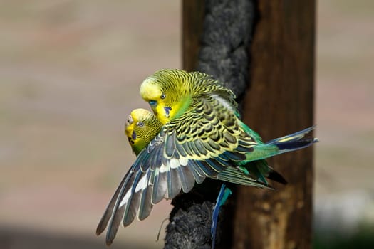 Budgerigars when mating