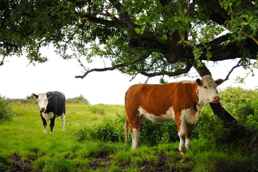 Organic cows