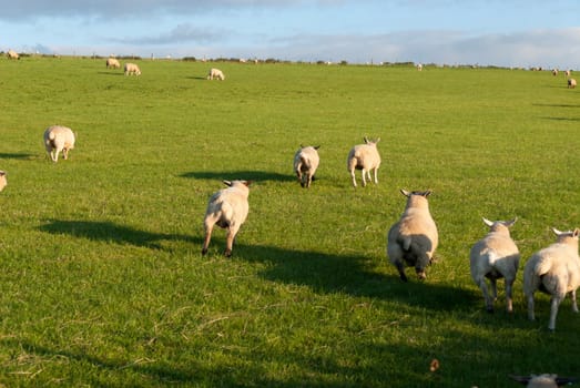 sheep fleeing on a meadow cornish